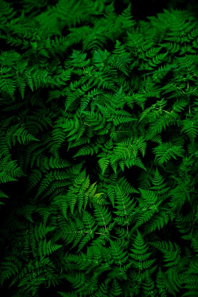 绿色蕨类植物照片